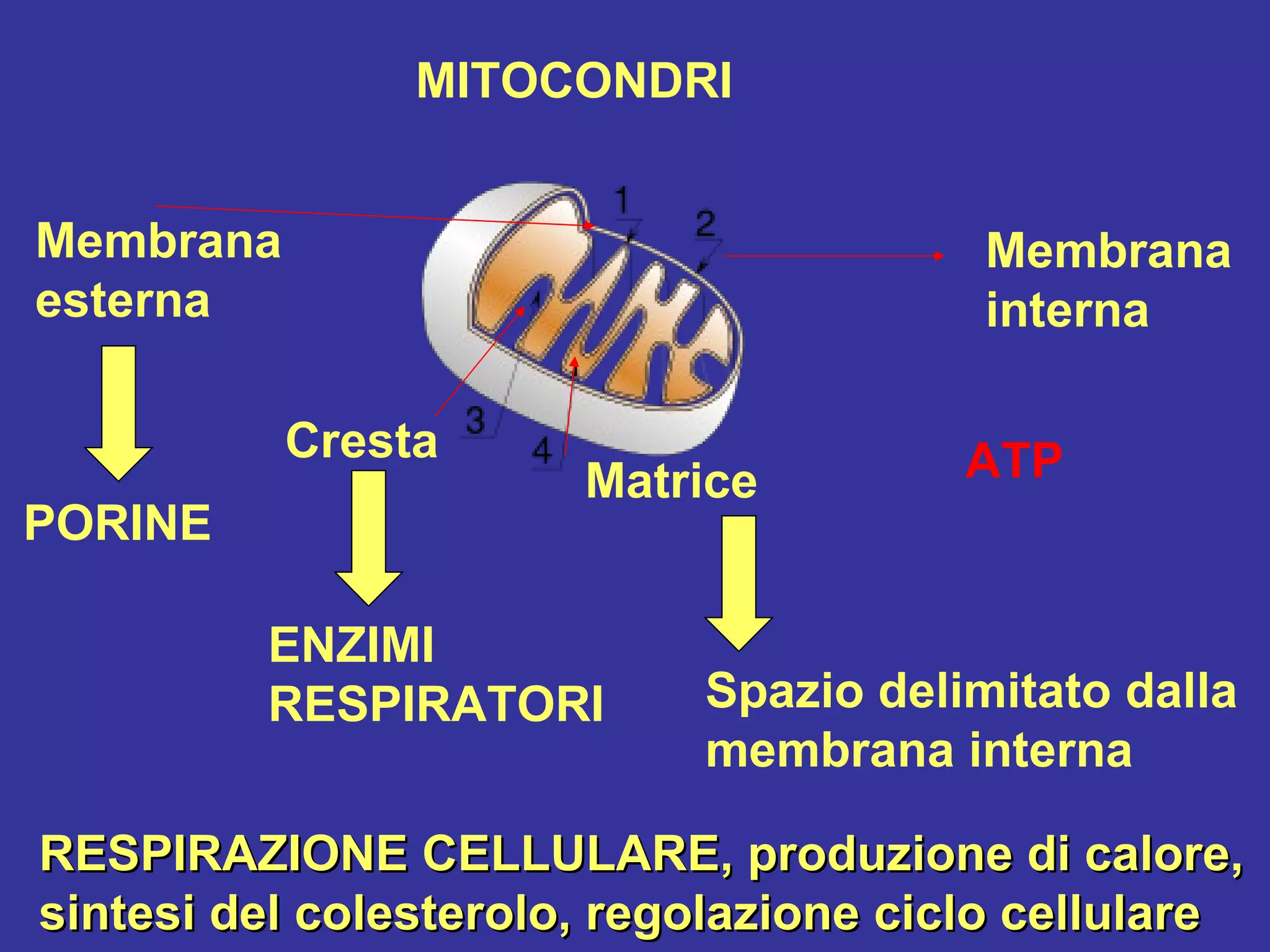 Strati Cellula struttura_cellula | PPT