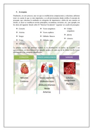 5. Jerarquías
Finalmente, en este proceso, una vez que se establecieron comparaciones y relaciones, debemos
tener en cuenta lo que es más importante, y es ahí precisamente donde estriba el concepto de
jerarquía, que relaciona lo analizado en categorías de importancia o dicho de otra manera en
niveles, es decir se establecen niveles principales, secundarios, terciarios, etc.; por ejemplo, con
los datos del siguiente listado sobre El “Sistema Circulatorio” organizar un cuadro de jerarquías:
 Corazón
 Arterias
 Sangre
 Venas
 Válvulas
 Vasos sanguíneos
 Vasos capilares
 Glóbulos blancos
 Glóbulos rojos
 Células
sanguíneas
 plasma
 cámaras
La primera acción que debemos realizar es la identificación en partes, de acuerdo a sus
características, así determinamos tres grandes grupos, en cada una de las bolsas escribe lo que
corresponda a las categorías identificadas:
Válvulas
Cámaras
CORAZON
Vasos capilares
Glóbulos rojos
Glóbulos blancos
Venas
Arterias
VASOS SANGUINEOS
Células
sanguíneas
Plasma
SANGRE
 
