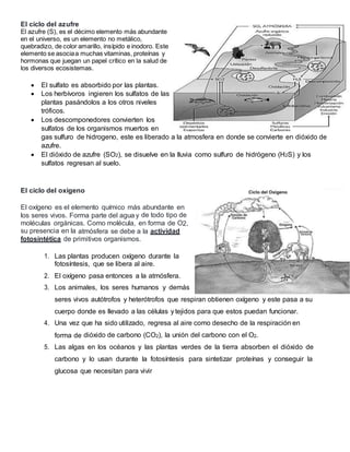 El ciclo del azufre
El azufre (S), es el décimo elemento más abundante
en el universo, es un elemento no metálico,
quebradizo, de color amarillo, insípido e inodoro. Este
elemento se asociaa muchas vitaminas, proteínas y
hormonas que juegan un papel crítico en la salud de
los diversos ecosistemas.
 El sulfato es absorbido por las plantas.
 Los herbívoros ingieren los sulfatos de las
plantas pasándolos a los otros niveles
tróficos.
 Los descomponedores convierten los
sulfatos de los organismos muertos en
gas sulfuro de hidrogeno, este es liberado a la atmosfera en donde se convierte en dióxido de
azufre.
 El dióxido de azufre (SO2), se disuelve en la lluvia como sulfuro de hidrógeno (H2S) y los
sulfatos regresan al suelo.
El ciclo del oxigeno
El oxígeno es el elemento químico más abundante en
los seres vivos. Forma parte del agua y de todo tipo de
moléculas orgánicas. Como molécula, en forma de O2,
su presencia en la atmósfera se debe a la actividad
fotosintética de primitivos organismos.
1. Las plantas producen oxígeno durante la
fotosíntesis, que se libera al aire.
2. El oxígeno pasa entonces a la atmósfera.
3. Los animales, los seres humanos y demás
seres vivos autótrofos y heterótrofos que respiran obtienen oxígeno y este pasa a su
cuerpo donde es llevado a las células y tejidos para que estos puedan funcionar.
4. Una vez que ha sido utilizado, regresa al aire como desecho de la respiración en
forma de dióxido de carbono (CO2), la unión del carbono con el O2.
5. Las algas en los océanos y las plantas verdes de la tierra absorben el dióxido de
carbono y lo usan durante la fotosíntesis para sintetizar proteínas y conseguir la
glucosa que necesitan para vivir
 