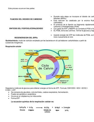 Este proceso ocurre en tres partes:
Quimiosíntesis: modo de nutrición empleado por las bacterias en el cual elaboran carbohidratos a partir de
sustancias inorgánicas.
Respiración celular
Degrada la molécula de glucosa para obtener energía en forma de ATP. Formula: C6H12O6 + 6O2 = 6CO2 +
6 H2O + ATP
 Se compone de glucolisis, ciclo de Krebs, cadena respiratoria, fermentación.
 Puede ser aeróbica o anaeróbica
 Ocurre en el citoplasma y la mitocondria
 Forma ATP
La ecuacion quimica de la respiración celular es:
FIJACION DEL DIOXIDO DE CARBONO
 Durante esta etapa se incorpora el dióxido de carb
bifosfato (BPRu).
 Esta reacción es catalizada por la enzima Rubi
carboxilasa.
 El producto de la fijación se fragmenta rápidamente
carbonos (3-fosfoglicerato) (PGA)
SÍNTESIS DEL FOSFOGLICERALDEHIDO  Con gasto de ATP y NADPH se convierte el PGA a fos
 EL PGAL toma dos caminos : formar la glucosa y rege
REGENERACION DEL BPRu
 Usando energía del ATP las moléculas de PGAL se tr
inicio nuevamente al ciclo
 