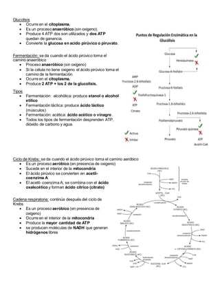 Glucolisis
 Ocurre en el citoplasma.
 Es un proceso anaeróbico (sin oxígeno).
 Produce 4 ATP dos son utilizados y dos ATP
quedan de ganancia.
 Convierte la glucosa en acido pirúvico o piruvato.
Fermentación: se da cuando el ácido pirúvico toma el
camino anaeróbico
 Proceso anaeróbico (sin oxígeno)
 Si la célula no tiene oxigeno el ácido pirúvico toma el
camino de la fermentación.
 Ocurre en el citoplasma.
 Produce 2 ATP + los 2 de la glucolisis.
Tipos
 Fermentación: alcohólica: produce etanol o alcohol
etílico
 Fermentación láctica: produce ácido láctico
(músculos)
 Fermentación: acética: ácido acético o vinagre.
 Todos los tipos de fermentación desprenden ATP,
dióxido de carbono y agua.
Ciclo de Krebs: se da cuando el ácido pirúvico toma el camino aeróbico
 Es un proceso aeróbico (en presencia de oxigeno)
 Sucede en el interior de la mitocondria
 El ácido pirúvico se convierten en acetil-
coenzima A
 El acetil- coenzima A, se combina con el ácido
oxalecético y forman ácido cítrico (citrato)
Cadena respiratoria: continúa después del ciclo de
Krebs
 Es un proceso aeróbico (en presencia de
oxigeno)
 Ocurre en el interior de la mitocondria
 Produce la mayor cantidad de ATP
 se producen moléculas de NADH que generan
hidrógenos libres
 