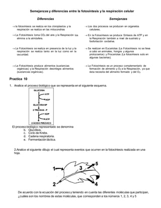 Semejanzas y diferencias entre la fotosíntesis y la respiración celular
Diferencias Semejanzas
 la fotosíntesis se realiza en los cloroplastos y la
respiración se realiza en las mitocondrias
 Los dos procesos se producen en organelos
celulares.
 La Fotosíntesis toma CO2 del aire y la Respiración los
elimina a la atmósfera.
 En la Fotosíntesis se produce Síntesis de ATP y en
la Respiración también a nivel de sustrato y
fosforilación oxidativa.
 La Fotosíntesis se realiza en presencia de la luz y la
respiración se realiza tanto en la luz como en la
oscuridad.
 Se realizan en Eucariotas (La Fotosíntesis no se lleva
a cabo en animales, hongos y algunos
protozoarios) y Procariotas (La fotosíntesis solo en
algunas bacterias).
 La Fotosíntesis produce alimentos (sustancias
orgánicas) y la Respiración desintegra alimentos
(sustancias orgánicas).
 La Fotosíntesis es un proceso complementario de
formación de alimento y O2 a la Respiración, ya que
ésta necesita del alimento formado y del O2.
Practica 10
1. Analice el proceso biológico que se representa en el siguiente esquema.
El proceso biológico representado se denomina
b. Glucólisis.
c. Ciclo de Krebs.
d. Cadena respiratoria.
e. Fermentación láctica.
2.Analice el siguiente dibujo el cual representa eventos que ocurren en la fotosíntesis realizada en una
hoja.
De acuerdo con la ecuación del proceso y teniendo en cuenta las diferentes moléculas que participan,
¿cuáles son los nombres de estas moléculas, que corresponden a los números 1, 2, 3, 4 y 5
 
