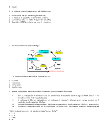 d) Fijación.
4) La siguiente característica pertenece a la fase luminosa
a) Oxidación del NADPH más hidrógeno en NADP.
b) La molécula de CO2 se fija en azúcar de 5 carbonos.
c) Captación de la luz por medio de pigmentos (clorofila).
d) Obtención del PGAL mediante una serie de reacciones.
5) Observe con atención la siguiente figura
La imagen anterior corresponde al siguiente proceso
a) Glucólisis.
b) Fase oscura.
c) Fermentación.
d) Fase luminosa.
6) Analice los siguientes textos relacionados con eventos que ocurren en la fotosíntesis
I. Con la participación de enzimas ocurre una transferencia de electrones desde el agua al NADP, el cual se red
transitoriamente electrones electrizados.
II. 6 moléculas de CO2 son capturado por seis moléculas de ribulosa 1,5 difosfato y con energía aportada por AT
moléculas de gliceraldehído 3 fosfato.
III. Comprende tres eventos fundamentales: fijación de carbono, síntesis de gliceraldehído 3 fosfato y regeneración d
IV. Por cada 2 fotones capturados por el fotosistema II, son expulsados 2 electrones de la clorofila del centro de reac
¿Cuáles textos corresponden a la fase denominada “captura de luz”?
a) I y II.
b) I y IV.
c) II y III.
d) III
 