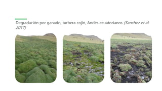 Degradación por ganado, turbera cojín, Andes ecuatorianos (Sanchez et al.
2017)
 