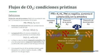 Producción neta del ecosistema (PNE) es la acumulación neta
de C (o biomasa) en el ecosistema. Por lo tanto:
PNE= PPB–(Ra+ Rh), donde
• Producción primaria bruta(PPB) es la cantidad total de
fotosíntesis a nivel de hoja:
CO2+H2O CH2O+ O2
• La respiración (R) es el consumo metabólico de
carbohidratos para alimentar la actividad celular:
CH2O+ O2 CO2+H2O
Flujos de CO2: condiciones prístinas
Definiciones
• Lo llevan a cabo las plantas (respiración autotrófica o Ra)
y los descomponedores (respiración heterotrófica o Rh).
La última (Rh) crece cuando el nivel del agua disminuye
• Una pequeña fracción de las pérdidas también puede
desaparecer en carbono orgánico disuelto, o DOC
(piense en ríos de agua negra)
PNE es negativa,
Reservas de carbono de turba
disminuyen
Fotosíntesis
(PPB)
Respiración
de las plantas
(Ra)
Respiración del
descomponedor
(Rh)
PPB < Ra+Rh, PNE es negativa, aumenta el
carbono (CO2) en la atmósfera
DOC
 