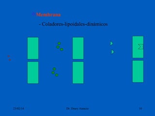 Membrana
- Coladores-lipoidales-dinámicos

23/02/14

Dr. Drury Atencio

10

 