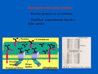 Diferencia entre ambos modelos
Porción proteica no es continua.
Similitud: esencialmente lipoide y
tiene canales

Proteína
integral

Proteína
integral
Proteína periférica
23/02/14

Bicapa
lipídica

Carbohidrato

citoplasma

Dr. Drury Atencio

5

 