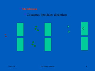 Membrana
Coladores-lipoidales-dinámicos

23/02/14

Dr. Drury Atencio

8

 
