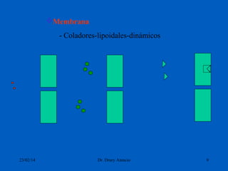 Membrana
- Coladores-lipoidales-dinámicos

23/02/14

Dr. Drury Atencio

9

 