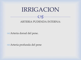 IRRIGACION
                 
          ARTERIA PUDENDA INTERNA:



 Arteria dorsal del pene.



 Arteria profunda del p...