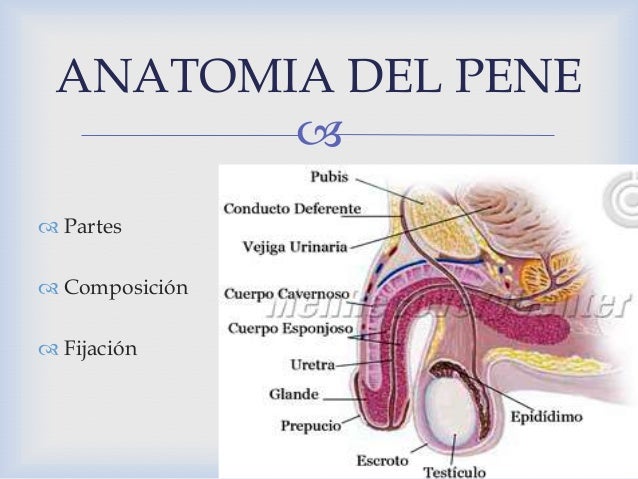 Modulo aparato reproductor_masculino