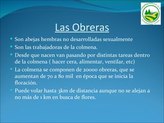 Las Obreras
 Son abejas hembras no desarrolladas sexualmente
 Son las trabajadoras de la colmena.
 Desde que nacen van pasando por distintas tareas dentro
  de la colmena ( hacer cera, alimentar, ventilar, etc)
 La colmena se componen de 20000 obreras, que se
  aumentan de 70 a 80 mil en época que se inicia la
  floración.
 Puede volar hasta 3km de distancia aunque no se alejan a
  no más de 1 km en busca de flores.
 