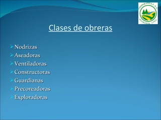 Clases de obreras

 Nodrizas
 Aseadoras
 Ventiladoras
 Constructoras
 Guardianas
 Precoreadoras
 Exploradoras
 