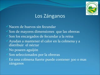 Los Zánganos
 Nacen de huevos sin fecundar
 Son de mayores dimensiones que las obreras
 Son los encargados de fecundar a la reina
 Ayudan a mantener el calor en la colmena y a
  distribuir el néctar
 No poseen aguijón
 Son seleccionados por la obreras
 En una colmena fuerte puede contener 300 o mas
  zánganos
 