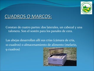 CUADROS O MARCOS:
Constan de cuatro partes: dos laterales, un cabezal y una
 talonera. Son el sostén para los panales de cera.

Las abejas desarrollan allí sus crías (cámara de cría,
10 cuadros) o almacenamiento de alimento (melario,
9 cuadros)
 