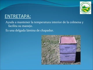 ENTRETAPA:
Ayuda a mantener la temperatura interior de la colmena y
  facilita su manejo.
Es una delgada lámina de chapadur.
 