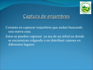Captura de enjambres

Consiste en capturar enjambres que andan buscando
  una nueva casa.
Estos se pueden capturar ya sea de un árbol en donde
  se encuentran colgando o en distribuir cajones en
  diferentes lugares
 