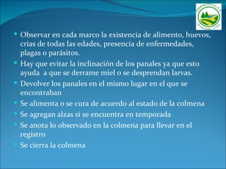  Observar en cada marco la existencia de alimento, huevos,
    crías de todas las edades, presencia de enfermedades,
    plagas o parásitos.
   Hay que evitar la inclinación de los panales ya que esto
    ayuda a que se derrame miel o se desprendan larvas.
   Devolver los panales en el mismo lugar en el que se
    encontraban
   Se alimenta o se cura de acuerdo al estado de la colmena
   Se agregan alzas si se encuentra en temporada
   Se anota lo observado en la colmena para llevar en el
    registro
   Se cierra la colmena
 