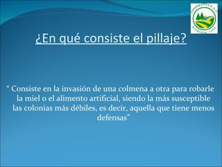 ¿En qué consiste el pillaje?


“ Consiste en la invasión de una colmena a otra para robarle
   la miel o el alimento artificial, siendo la más susceptible
  las colonias más débiles, es decir, aquella que tiene menos
                           defensas”
 