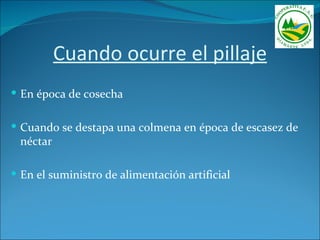 Cuando ocurre el pillaje
 En época de cosecha


 Cuando se destapa una colmena en época de escasez de
 néctar

 En el suministro de alimentación artificial
 