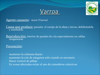 Varroa
Agente causante: ácaro (Varroa)

Causa que produce: parasita el cuerpo de la abeja y larvas, debilitándola
    y matándola

Reproducción: interior de panales de cría especialmente en celdas
    zanganearas

Prevención:

   mantener la colmena fuerte
   mantener la cría de zánganos solo cuando es necesario
   Hacer control de pillaje
   En zonas afectadas evitar el uso de comederos colectivos
 