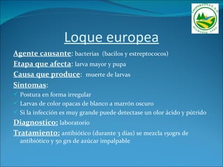 Loque europea
Agente causante: bacterias (bacilos y estreptococos)
Etapa que afecta: larva mayor y pupa
Causa que produce: muerte de larvas
Síntomas:
 Postura en forma irregular
 Larvas de color opacas de blanco a marrón oscuro
 Si la infección es muy grande puede detectase un olor ácido y pútrido
Diagnostico: laboratorio
Tratamiento: antibiótico (durante 3 días) se mezcla 150grs de
  antibiótico y 50 grs de azúcar impalpable
 