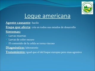 Loque americana
Agente causante: bacilo
Etapa que afecta: cría en todos sus estados de desarrollo
Síntomas:
 Larvas muertas
 Larvas de color oscuro
 El contenido de la celda se torna viscoso
Diagnóstico: laboratorio
Tratamiento: igual que el del loque europea pero mas agresivo
 
