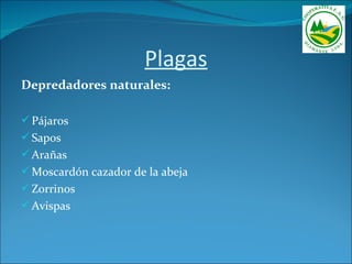Plagas
Depredadores naturales:

 Pájaros
 Sapos
 Arañas
 Moscardón cazador de la abeja
 Zorrinos
 Avispas
 