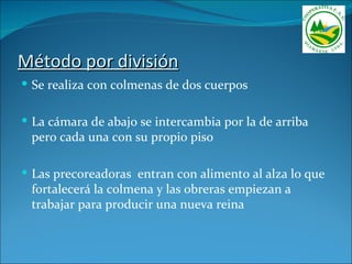 Método por división
 Se realiza con colmenas de dos cuerpos


 La cámara de abajo se intercambia por la de arriba
 pero cada una con su propio piso

 Las precoreadoras entran con alimento al alza lo que
 fortalecerá la colmena y las obreras empiezan a
 trabajar para producir una nueva reina
 