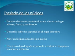 Traslado de los núcleos
 Dejarlos descansar cerrados durante 2 hs en un lugar
  abierto, fresco y sombreado

 Ubicarlos sobre los soportes en el lugar definitivo


 Abrir en formas salteadas la piqueras


 Uno o dos días después se procede a realizar el traspaso a
  la colmena definitiva
 