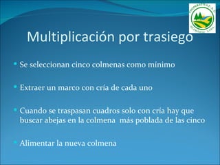 Multiplicación por trasiego
 Se seleccionan cinco colmenas como mínimo


 Extraer un marco con cría de cada uno


 Cuando se traspasan cuadros solo con cría hay que
 buscar abejas en la colmena más poblada de las cinco

 Alimentar la nueva colmena
 