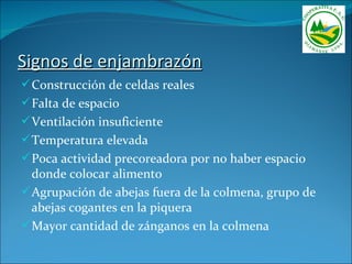 Signos de enjambrazón
 Construcción de celdas reales
 Falta de espacio
 Ventilación insuficiente
 Temperatura elevada
 Poca actividad precoreadora por no haber espacio
  donde colocar alimento
 Agrupación de abejas fuera de la colmena, grupo de
  abejas cogantes en la piquera
 Mayor cantidad de zánganos en la colmena
 