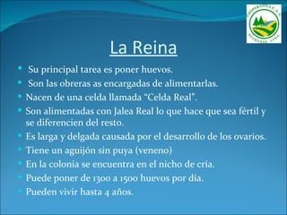 La Reina
 Su principal tarea es poner huevos.
 Son las obreras as encargadas de alimentarlas.
 Nacen de una celda llamada “Celda Real”.
 Son alimentadas con Jalea Real lo que hace que sea fértil y
  se diferencien del resto.
 Es larga y delgada causada por el desarrollo de los ovarios.
 Tiene un aguijón sin puya (veneno)
 En la colonia se encuentra en el nicho de cría.
 Puede poner de 1300 a 1500 huevos por día.
 Pueden vivir hasta 4 años.
 