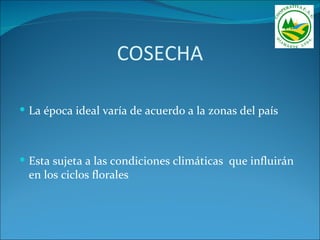 COSECHA

 La época ideal varía de acuerdo a la zonas del país



 Esta sujeta a las condiciones climáticas que influirán
 en los ciclos florales
 