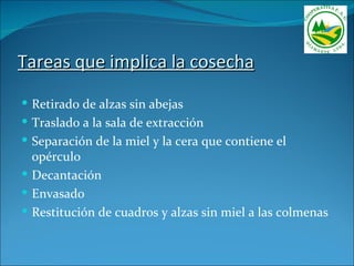 Tareas que implica la cosecha
 Retirado de alzas sin abejas
 Traslado a la sala de extracción
 Separación de la miel y la cera que contiene el
  opérculo
 Decantación
 Envasado
 Restitución de cuadros y alzas sin miel a las colmenas
 