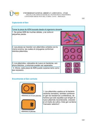 UNIVERSIDAD NACIONAL ABIERTA Y A DISTANCIA – UNAD
                ESCUELA DE CIENCIAS BASICAS, TECNOLOGÍA E INGENIERIA
              CONTENIDO DIDÁCTICO DEL CURSO: 210101 – BIOLOGIA
                                                                                185

Capturando el Gen


Tomar la pieza de ADN buscada desde el organismo donante
1. Se extrae ADN de muchas células, y se corta en
pequeñas piezas.




2. Las piezas se mezclan con plásmidos cortados con la
misma enzima, las cuales al conjugarse conforman
distintos plásmidos.




3. Los plásmidos, colocados de nuevo en bacterias, son
ahora distintos, y entonces pueden ser separados.
 4. Ahora, cada pieza de ADN puede copiarse tanto como
sea necesario.



Encontrando el Gen correcto




                                    1. Los plásmidos usados en la bacteria
                                    (vectores clonados), también contienen
                                    un gen de resistencia a antibióticos, de
                                    manera que solo aquellas que tengan el
                                    nuevo plásmido recombinante, crecerán
                                    en el medio de cultivo. Este gen se llama
                                    "marcador selectivo".




                                                                                185
 