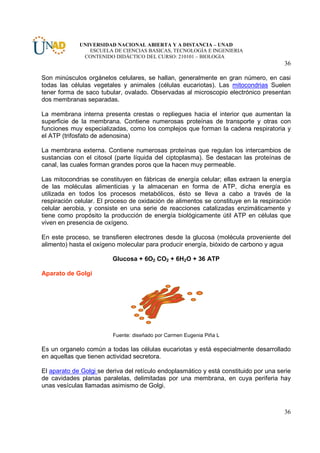 UNIVERSIDAD NACIONAL ABIERTA Y A DISTANCIA – UNAD
                ESCUELA DE CIENCIAS BASICAS, TECNOLOGÍA E INGENIERIA
              CONTENIDO DIDÁCTICO DEL CURSO: 210101 – BIOLOGIA
                                                                                       36

Son minúsculos orgánelos celulares, se hallan, generalmente en gran número, en casi
todas las células vegetales y animales (células eucariotas). Las mitocondrias Suelen
tener forma de saco tubular, ovalado. Observadas al microscopio electrónico presentan
dos membranas separadas.

La membrana interna presenta crestas o repliegues hacia el interior que aumentan la
superficie de la membrana. Contiene numerosas proteínas de transporte y otras con
funciones muy especializadas, como los complejos que forman la cadena respiratoria y
el ATP (trifosfato de adenosina)

La membrana externa. Contiene numerosas proteínas que regulan los intercambios de
sustancias con el citosol (parte líquida del ciptoplasma). Se destacan las proteínas de
canal, las cuales forman grandes poros que la hacen muy permeable.

Las mitocondrias se constituyen en fábricas de energía celular; ellas extraen la energía
de las moléculas alimenticias y la almacenan en forma de ATP, dicha energía es
utilizada en todos los procesos metabólicos, ésto se lleva a cabo a través de la
respiración celular. El proceso de oxidación de alimentos se constituye en la respiración
celular aerobia, y consiste en una serie de reacciones catalizadas enzimáticamente y
tiene como propósito la producción de energía biológicamente útil ATP en células que
viven en presencia de oxígeno.

En este proceso, se transfieren electrones desde la glucosa (molécula proveniente del
alimento) hasta el oxígeno molecular para producir energía, bióxido de carbono y agua

                         Glucosa + 6O2 CO2 + 6H2O + 36 ATP

Aparato de Golgi




                         Fuente: diseñado por Carmen Eugenia Piña L

Es un organelo común a todas las células eucariotas y está especialmente desarrollado
en aquellas que tienen actividad secretora.

El aparato de Golgi se deriva del retículo endoplasmático y está constituido por una serie
de cavidades planas paralelas, delimitadas por una membrana, en cuya periferia hay
unas vesículas llamadas asimismo de Golgi.



                                                                                       36
 