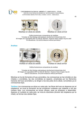 UNIVERSIDAD NACIONAL ABIERTA Y A DISTANCIA – UNAD
                 ESCUELA DE CIENCIAS BASICAS, TECNOLOGÍA E INGENIERIA
               CONTENIDO DIDÁCTICO DEL CURSO: 210101 – BIOLOGIA
                                                                                             46




           Metafase en célula de cebolla               Metafase en célula animal

                             Gráfica Ilustraciones comparativas de metafase
                Tomadas de http://biology.nebrwesleyan.edu/benham/mitosis/index.html
       All images are copyrighted 2001 by Dale M. Benham. However these images may be used
                        for educational, non-profit endeavors without permission.



Anafase




            Anafase en célula de cebolla                Anafase en célula animal

                           Gráfica Ilustraciones comparativas de anafase

                 Tomadas de http://biology.nebrwesleyan.edu/benham/mitosis/index.html
          All images are copyrighted 2001 by Dale M. Benham. However these images may be
                     used for educational, non-profit endeavors without permission.

Mientras se ha ido formando el huso acromático, los cromosomas se han dividido en dos
mitades o cromátidas, las dos cromátidas se separan, arrastradas por los filamentos
tractores del huso acromático y se dirigen a los dos polos de la célula, convertidos ya en
cromosomas hijos.

Telofase Los cromosomas se sitúan en cada polo, las fibras del huso se dispersan por el
citoplasma, se inicia la formación de las envolturas nucleares que rodearán a los dos
núcleos hijos. Los cromosomas se tornan difusos, pues se empiezan a desenrollar.
Aparece un nucleolo en cada polo, se inicia la citocinesis (división del citoplasma por la
mitad), se forman dos células hijas.




                                                                                             46
 