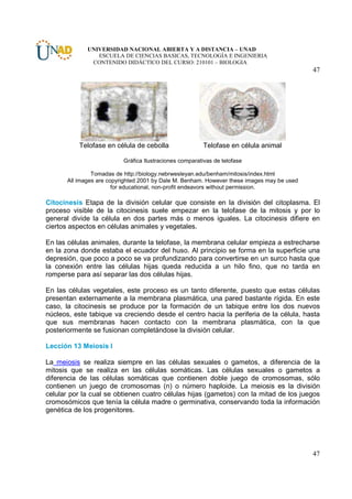 UNIVERSIDAD NACIONAL ABIERTA Y A DISTANCIA – UNAD
                 ESCUELA DE CIENCIAS BASICAS, TECNOLOGÍA E INGENIERIA
               CONTENIDO DIDÁCTICO DEL CURSO: 210101 – BIOLOGIA
                                                                                             47




           Telofase en célula de cebolla                  Telofase en célula animal

                           Gráfica Ilustraciones comparativas de telofase

                Tomadas de http://biology.nebrwesleyan.edu/benham/mitosis/index.html
       All images are copyrighted 2001 by Dale M. Benham. However these images may be used
                        for educational, non-profit endeavors without permission.

Citocinesis Etapa de la división celular que consiste en la división del citoplasma. El
proceso visible de la citocinesis suele empezar en la telofase de la mitosis y por lo
general divide la célula en dos partes más o menos iguales. La citocinesis difiere en
ciertos aspectos en células animales y vegetales.

En las células animales, durante la telofase, la membrana celular empieza a estrecharse
en la zona donde estaba el ecuador del huso. Al principio se forma en la superficie una
depresión, que poco a poco se va profundizando para convertirse en un surco hasta que
la conexión entre las células hijas queda reducida a un hilo fino, que no tarda en
romperse para así separar las dos células hijas.

En las células vegetales, este proceso es un tanto diferente, puesto que estas células
presentan externamente a la membrana plasmática, una pared bastante rígida. En este
caso, la citocinesis se produce por la formación de un tabique entre los dos nuevos
núcleos, este tabique va creciendo desde el centro hacia la periferia de la célula, hasta
que sus membranas hacen contacto con la membrana plasmática, con la que
posteriormente se fusionan completándose la división celular.

Lección 13 Meiosis I

La meiosis se realiza siempre en las células sexuales o gametos, a diferencia de la
mitosis que se realiza en las células somáticas. Las células sexuales o gametos a
diferencia de las células somáticas que contienen doble juego de cromosomas, sólo
contienen un juego de cromosomas (n) o número haploide. La meiosis es la división
celular por la cual se obtienen cuatro células hijas (gametos) con la mitad de los juegos
cromosómicos que tenía la célula madre o germinativa, conservando toda la información
genética de los progenitores.




                                                                                             47
 