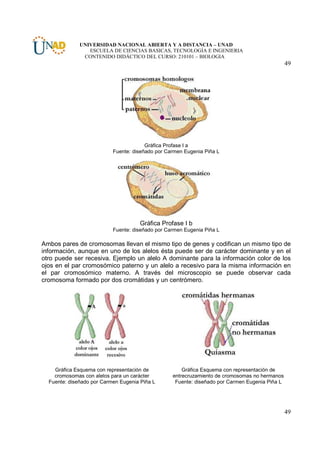 UNIVERSIDAD NACIONAL ABIERTA Y A DISTANCIA – UNAD
                 ESCUELA DE CIENCIAS BASICAS, TECNOLOGÍA E INGENIERIA
               CONTENIDO DIDÁCTICO DEL CURSO: 210101 – BIOLOGIA
                                                                                                49




                                        Gráfica Profase I a
                           Fuente: diseñado por Carmen Eugenia Piña L




                                     Gráfica Profase I b
                           Fuente: diseñado por Carmen Eugenia Piña L

Ambos pares de cromosomas llevan el mismo tipo de genes y codifican un mismo tipo de
información, aunque en uno de los alelos ésta puede ser de carácter dominante y en el
otro puede ser recesiva. Ejemplo un alelo A dominante para la información color de los
ojos en el par cromosómico paterno y un alelo a recesivo para la misma información en
el par cromosómico materno. A través del microscopio se puede observar cada
cromosoma formado por dos cromátidas y un centrómero.




    Gráfica Esquema con representación de             Gráfica Esquema con representación de
    cromosomas con alelos para un carácter        entrecruzamiento de cromosomas no hermanos
  Fuente: diseñado por Carmen Eugenia Piña L       Fuente: diseñado por Carmen Eugenia Piña L




                                                                                                49
 