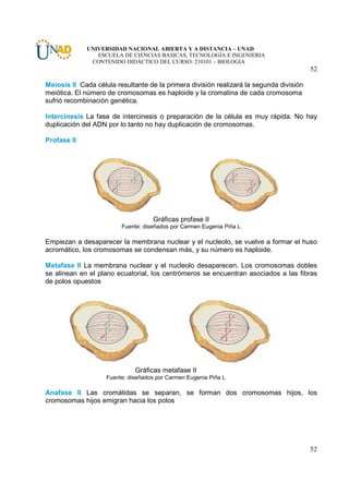 UNIVERSIDAD NACIONAL ABIERTA Y A DISTANCIA – UNAD
                ESCUELA DE CIENCIAS BASICAS, TECNOLOGÍA E INGENIERIA
              CONTENIDO DIDÁCTICO DEL CURSO: 210101 – BIOLOGIA
                                                                                         52

Meiosis II Cada célula resultante de la primera división realizará la segunda división
meiótica. El número de cromosomas es haploide y la cromatina de cada cromosoma
sufrió recombinación genética.

Intercinesis La fase de intercinesis o preparación de la célula es muy rápida. No hay
duplicación del ADN por lo tanto no hay duplicación de cromosomas.

Profase II




                                    Gráficas profase II
                         Fuente: diseñados por Carmen Eugenia Piña L

Empiezan a desaparecer la membrana nuclear y el nucleolo, se vuelve a formar el huso
acromático, los cromosomas se condensan más, y su número es haploide.

Metafase II La membrana nuclear y el nucleolo desaparecen. Los cromosomas dobles
se alinean en el plano ecuatorial, los centrómeros se encuentran asociados a las fibras
de polos opuestos




                              Gráficas metafase II
                    Fuente: diseñados por Carmen Eugenia Piña L

Anafase II Las cromátidas se separan, se forman dos cromosomas hijos, los
cromosomas hijos emigran hacia los polos




                                                                                         52
 