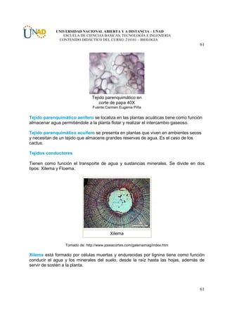 UNIVERSIDAD NACIONAL ABIERTA Y A DISTANCIA – UNAD
                ESCUELA DE CIENCIAS BASICAS, TECNOLOGÍA E INGENIERIA
              CONTENIDO DIDÁCTICO DEL CURSO: 210101 – BIOLOGIA
                                                                                    61




                                 Tejido parenquimático en
                                     corte de papa 40X
                                 Fuente:Carmen Eugenia Piña

Tejido parenquimático aerífero se localiza en las plantas acuáticas tiene como función
almacenar agua permitiéndole a la planta flotar y realizar el intercambio gaseoso.

Tejido parenquimático acuífero se presenta en plantas que viven en ambientes secos
y necesitan de un tejido que almacene grandes reservas de agua. Es el caso de los
cactus.

Tejidos conductores

Tienen como función el transporte de agua y sustancias minerales. Se divide en dos
tipos: Xilema y Floema.




                                           Xilema

                  Tomado de: http://www.joseacortes.com/galeriaimag/index.htm

Xilema está formado por células muertas y endurecidas por lignina tiene como función
conducir el agua y los minerales del suelo, desde la raíz hasta las hojas, además de
servir de sostén a la planta.




                                                                                    61
 