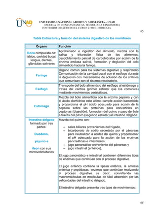 UNIVERSIDAD NACIONAL ABIERTA Y A DISTANCIA – UNAD
           ESCUELA DE CIENCIAS BASICAS, TECNOLOGÍA E INGENIERIA
         CONTENIDO DIDÁCTICO DEL CURSO: 210101 – BIOLOGIA
                                                                                     65

    Tabla Estructura y función del sistema digestivo de los mamíferos

      Órgano          Función
                       Aprehensión e ingestión del alimento, mezcla con la
 Boca compuesta de:
                       saliva    y trituración física de los         alimentos,
labios, cavidad bucal,
                       desdoblamiento parcial de carbohidratos por acción de la
    lengua, dientes,
                       enzima amilasa salival, formación y deglución del bolo
  glándulas salivares
                       alimenticio hacia la faringe.
                      Órgano común para los sistemas digestivo y respiratorio
                      Comunicación de la cavidad bucal con el esófago durante
      Faringe
                      la deglución con mecanismos de oclusión de los orificios
                      que comunican con el sistema respiratorio.
                      Transporte del bolo alimenticio del esófago al estómago a
      Esófago         través del cardias (primer esfínter que los comunica)
                      mediante movimientos peristálticos.
                      Mezcla del bolo alimenticio con la enzima pepsina y con
                      el ácido clorhídrico este último cumple acción bactericida
                      y proporciona el pH ácido adecuado para acción de la
     Estómago
                      pepsina sobre las proteínas para convertirlas en
                      peptonas (digestión), formación del quimo y paso de éste
                      a través del píloro (segundo esfínter) al intestino delgado.
 Intestino delgado    Mezcla del quimo con:
  formado por tres
       partes:           •   sales biliares provenientes del hígado,
                         •   bicarbonato de sodio secretado por el páncreas
     Duodeno,                para neutralizar la acidez del quimo y proporcionar
                             el pH adecuado para la acción de las enzimas
     yeyuno e                pancreáticas e intestinales.
                         •   jugo pancreático proveniente del páncreas y
  íleon con sus          •   jugo intestinal (entérico).
 microvellosidades
                      El jugo pancreático e intestinal contienen diferentes tipos
                      de enzimas que continúan con el proceso digestivo

                      El jugo entérico contiene la lipasa entérica, la amilasa
                      entérica y peptidasas, enzimas que continúan realizando
                      el proceso digestivo es decir, convirtiendo las
                      macromoléculas en moléculas de fácil absorción por las
                      vellosidades del intestino delgado.

                      El intestino delgado presenta tres tipos de movimientos:



                                                                                     65
 