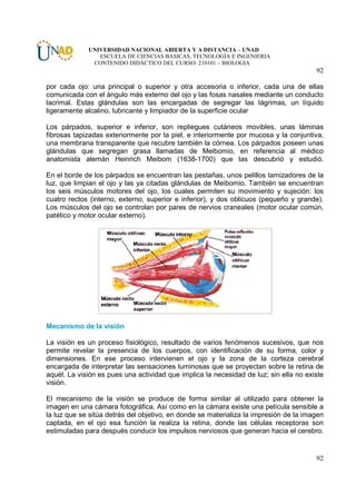 UNIVERSIDAD NACIONAL ABIERTA Y A DISTANCIA – UNAD
                ESCUELA DE CIENCIAS BASICAS, TECNOLOGÍA E INGENIERIA
              CONTENIDO DIDÁCTICO DEL CURSO: 210101 – BIOLOGIA
                                                                                       92

por cada ojo: una principal o superior y otra accesoria o inferior, cada una de ellas
comunicada con el ángulo más externo del ojo y las fosas nasales mediante un conducto
lacrimal. Estas glándulas son las encargadas de segregar las lágrimas, un líquido
ligeramente alcalino, lubricante y limpiador de la superficie ocular

Los párpados, superior e inferior, son repliegues cutáneos movibles, unas láminas
fibrosas tapizadas exteriormente por la piel, e interiormente por mucosa y la conjuntiva,
una membrana transparente que recubre también la córnea. Los párpados poseen unas
glándulas que segregan grasa llamadas de Meibomio, en referencia al médico
anatomista alemán Heinrich Meibom (1638-1700) que las descubrió y estudió.

En el borde de los párpados se encuentran las pestañas, unos pelillos tamizadores de la
luz, que limpian el ojo y las ya citadas glándulas de Meibomio. También se encuentran
los seis músculos motores del ojo, los cuales permiten su movimiento y sujeción: los
cuatro rectos (interno, externo, superior e inferior), y dos oblicuos (pequeño y grande).
Los músculos del ojo se controlan por pares de nervios craneales (motor ocular común,
patético y motor ocular externo).




Mecanismo de la visión

La visión es un proceso fisiológico, resultado de varios fenómenos sucesivos, que nos
permite revelar la presencia de los cuerpos, con identificación de su forma, color y
dimensiones. En ese proceso intervienen el ojo y la zona de la corteza cerebral
encargada de interpretar las sensaciones luminosas que se proyectan sobre la retina de
aquél. La visión es pues una actividad que implica la necesidad de luz; sin ella no existe
visión.

El mecanismo de la visión se produce de forma similar al utilizado para obtener la
imagen en una cámara fotográfica. Así como en la cámara existe una película sensible a
la luz que se sitúa detrás del objetivo, en donde se materializa la impresión de la imagen
captada, en el ojo esa función la realiza la retina, donde las células receptoras son
estimuladas para después conducir los impulsos nerviosos que generan hacia el cerebro.


                                                                                       92
 