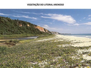 VEGETAÇÃO DO LITORAL ARENOSO
 