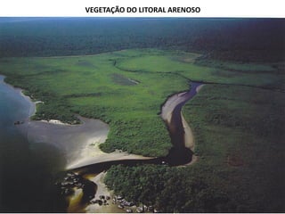 VEGETAÇÃO DO LITORAL ARENOSO
 