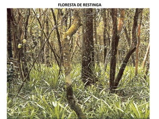 FLORESTA DE RESTINGA
 