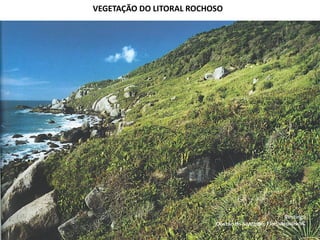VEGETAÇÃO DO LITORAL ROCHOSO
 