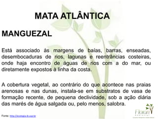 MANGUEZAL
Está associado às margens de baías, barras, enseadas,
desembocaduras de rios, lagunas e reentrâncias costeiras,
onde haja encontro de águas de rios com a do mar, ou
diretamente expostos à linha da costa.
A cobertura vegetal, ao contrário do que acontece nas praias
arenosas e nas dunas, instala-se em substratos de vasa de
formação recente, de pequena declividade, sob a ação diária
das marés de água salgada ou, pelo menos, salobra.
Fonte: http://ecologia.ib.usp.br
MATA ATLÂNTICA
 