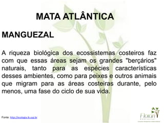 MANGUEZAL
A riqueza biológica dos ecossistemas costeiros faz
com que essas áreas sejam os grandes "berçários"
naturais, tanto para as espécies características
desses ambientes, como para peixes e outros animais
que migram para as áreas costeiras durante, pelo
menos, uma fase do ciclo de sua vida.
Fonte: http://ecologia.ib.usp.br
MATA ATLÂNTICA
 